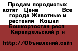 Продам породистых котят › Цена ­ 15 000 - Все города Животные и растения » Кошки   . Башкортостан респ.,Караидельский р-н